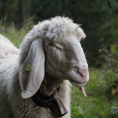 Sie kommen gaaaaaanz nahe.