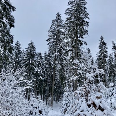 Der eigentliche Trail ist im verschneiten Gel&auml;nde kaum zu erkennen.