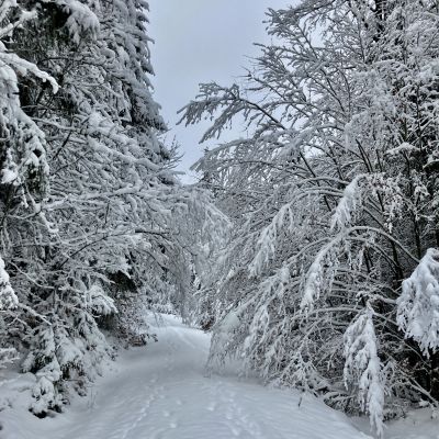Die Wege waren durchg&auml;ngig ges&auml;umt mit schneebedeckten &Auml;sten, welche es durch das Schneegewicht tief in den Weg dr&uuml;ckte.