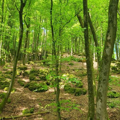 Im Wald war as herrlich k&uuml;hl - trotz teils Temperaturen &uuml;ber 25 Grad.