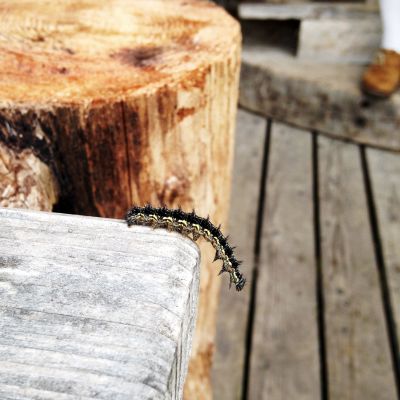 Traumhafte Details auf der BaumoosAlm​.