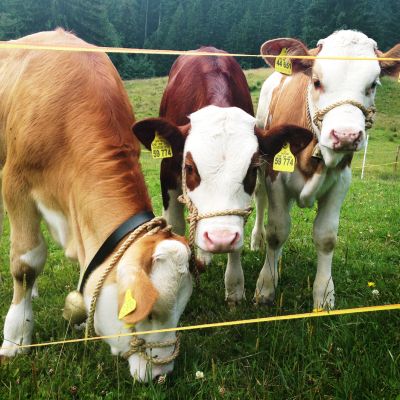 Alm-Besuch zum Käsen in Grafenherberg.