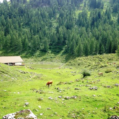 An der Seeonalm. Auf dem Weg vom Brünnsteingipfel über die Himmelmoosalm zur BaumoosAlm.