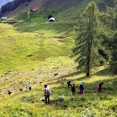Auf dem Weg vom Brünnsteingipfel über die Himmelmoosalm zur BaumoosAlm​.