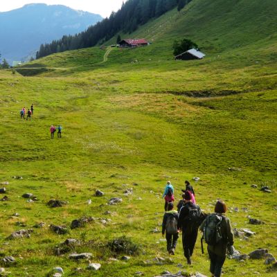 Auf dem Weg vom Brünnsteingipfel über die Himmelmoosalm zur BaumoosAlm​.