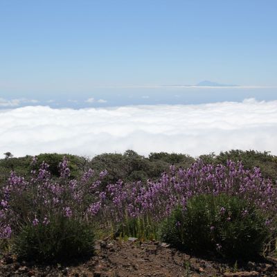 Ist das noch zu toppen?!? Über den Wolken und im Hintergrund "Pico del Teide" auf Tenerife.