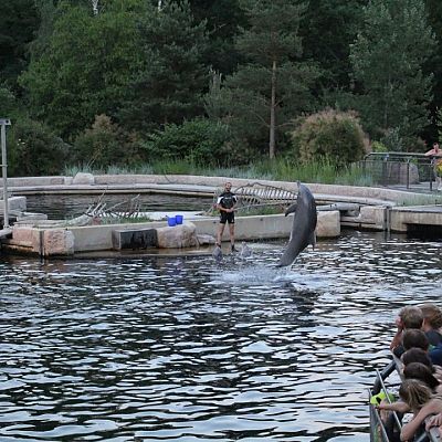 Juni 2018: Tiergartenlauf Nürnberg. Beeindruckende Delphin-Show nach der Siegerehrung.