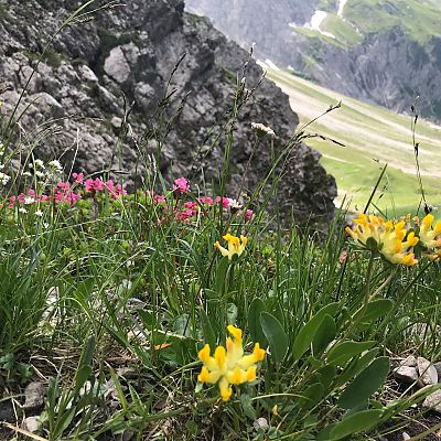 Bei all der Anstregung haben unsere Gipfelstürmer auch einen Blick für die Alpenflora.